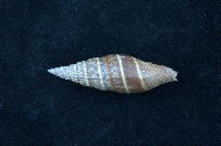 藏品(黑筆螺)的圖片
